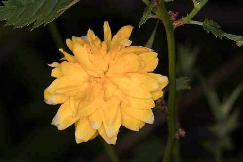 Kerria japonica #2